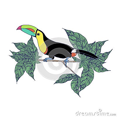 Toucan standing on the tree Cartoon Illustration